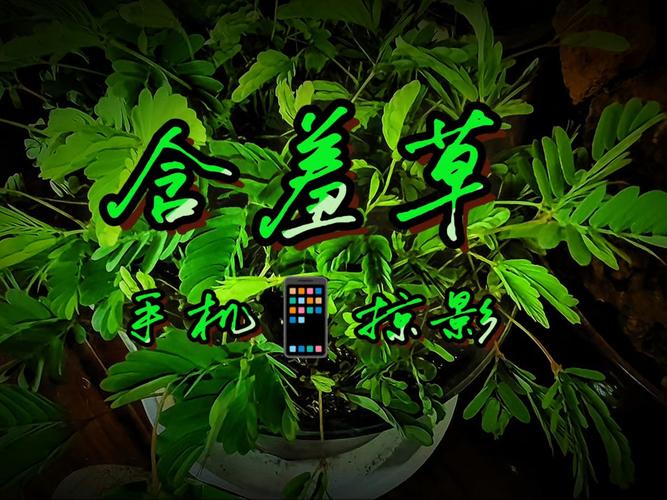 神马在线电影院的相关介绍